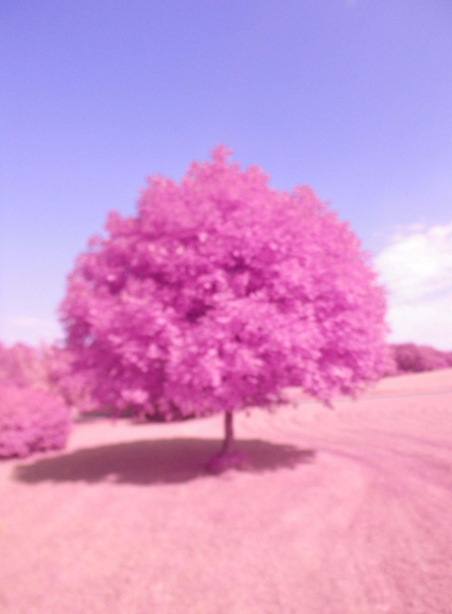 Tree in infrared imaging