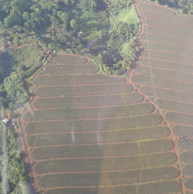Pineapple field from helicopter
